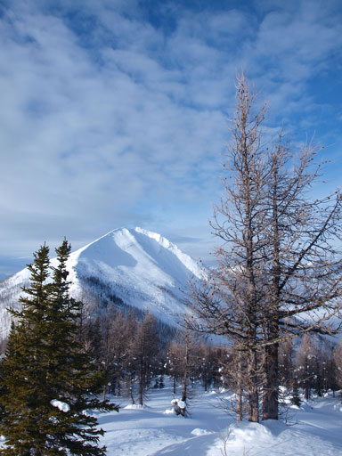 Vermilion Peak and a neat tree