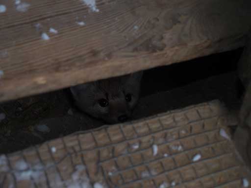 An American marten poking through the floor