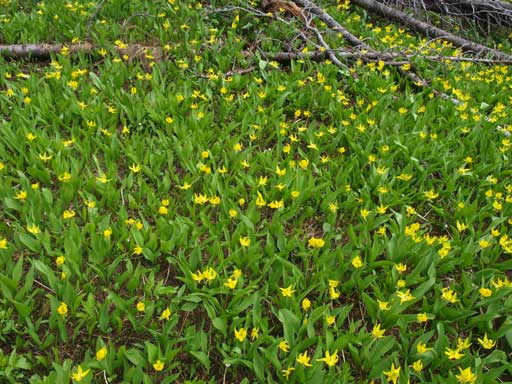 We passed a sizable field of glacier lillies