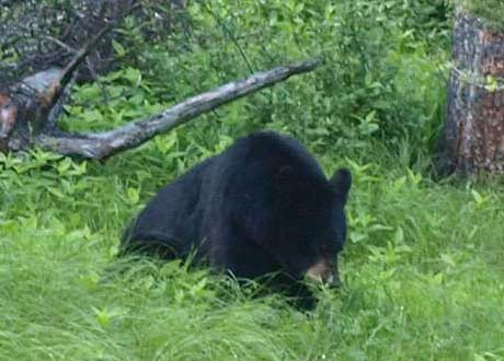 A black bear. Good thing I was in my car.
