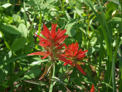 Beautiful paint brushes