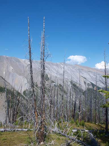 A view from the ridge. There were lots of burned trees