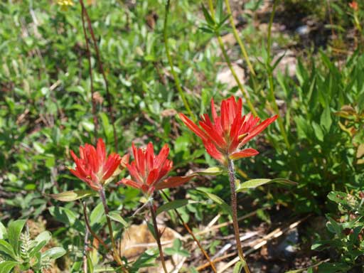 Flowers in that big gully.