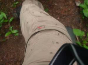 Look at these mosquitos...