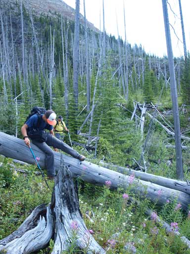 Deadfalls, deadfalls, deadfalls...