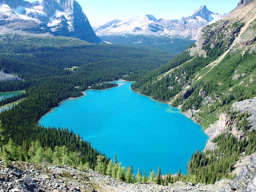 Looking down at Lake O'Hara from Yukness Ledge