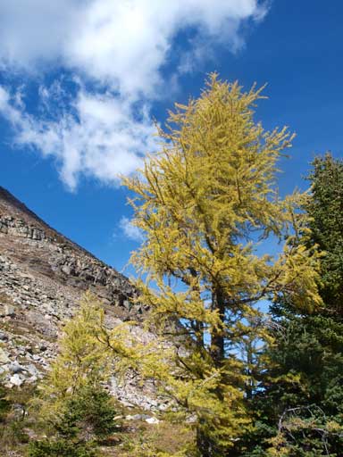 One big larch