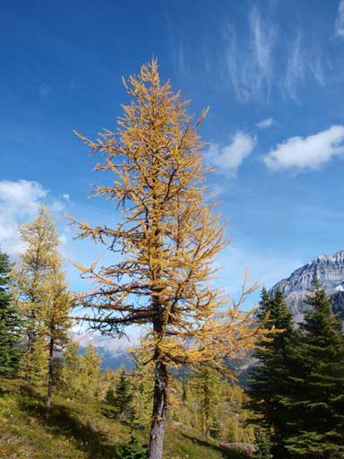 Another larch