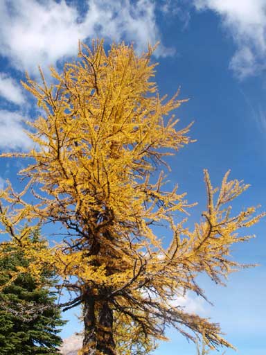 The lower you go, the yellower the larches are