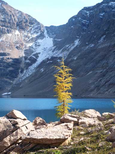 A lone larch