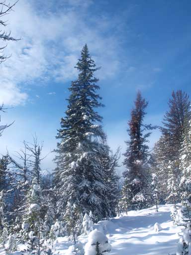 The forest finally gets thinner. Time to put snowshoes on too.