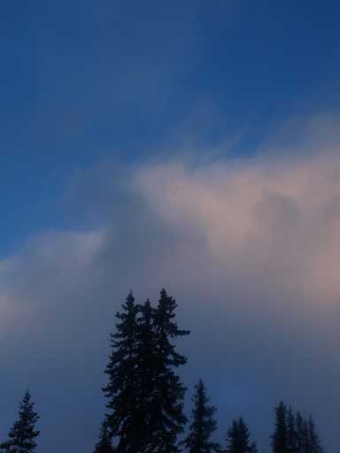 There's not much to see in this forest except for the sky...