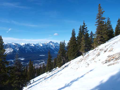 A typical view from the thinning forest