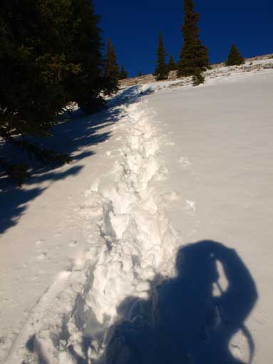 Retracing my steps down the forested slope. I did all the trail-breaking by myself...