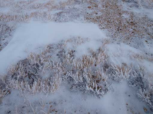 Interesting vegetation.