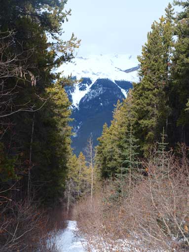 The typical view from the trail.