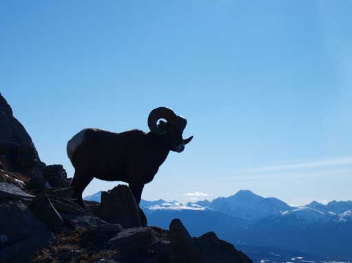 This bighorn sheep surprised me since I couldn't see it while approaching