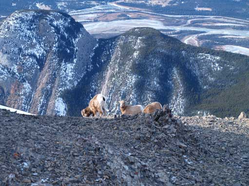 Another group of sheep