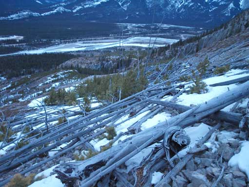 Back to the deadfall field.