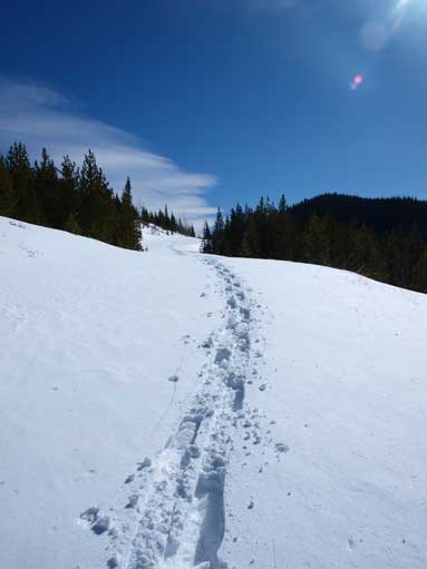 I had to break-trail on this forestry road, on snowshoes