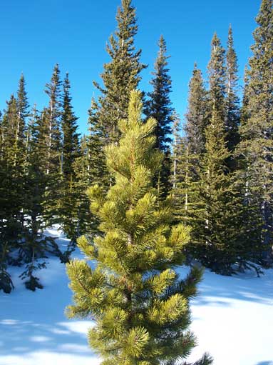 Another good-looking tree