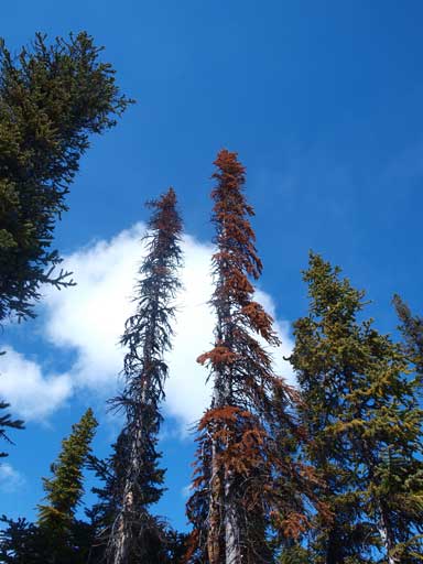 A view from the trees