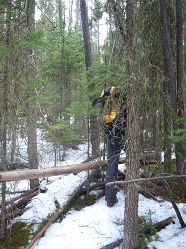 Typical bush for quite a while