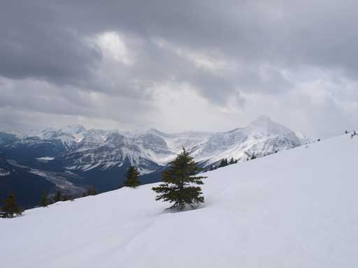 Almost back into the trees