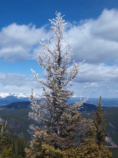 Beautiful tree!. The frost made things more unique