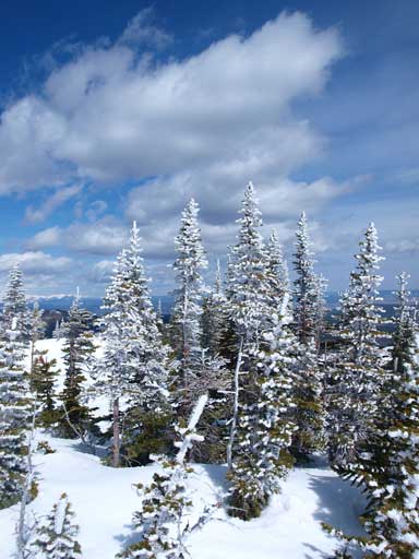 More beautiful trees