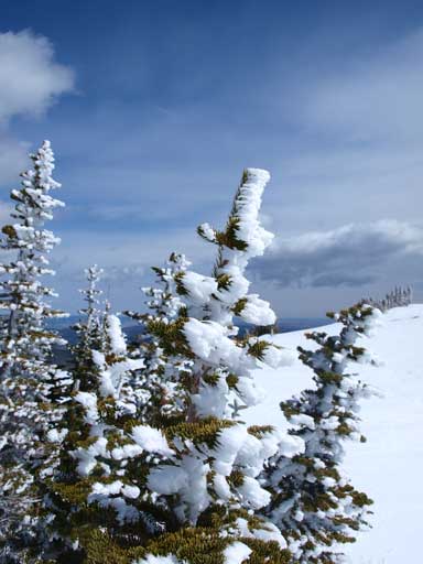 This photo clearly shows the wind in this area.