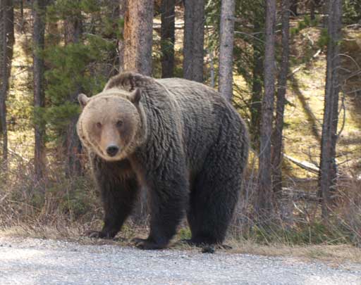 Another photo of this beast.