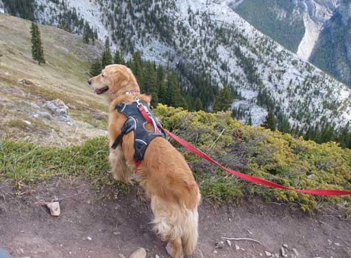 I thought it was a cougar from distance...