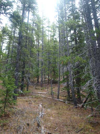 The typical forest below treeline