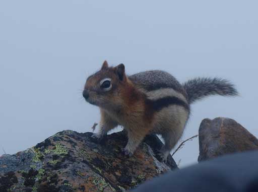 A squirrel adds to the boring wait
