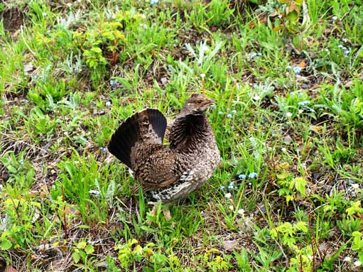 I got charged by this grouse. Almost stepped on the chicks...