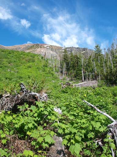 The bush part starts