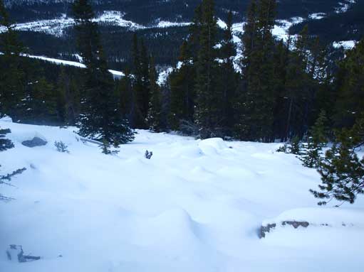 Near the treeline I lost the trail