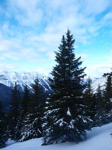 A lovely tree near treeline