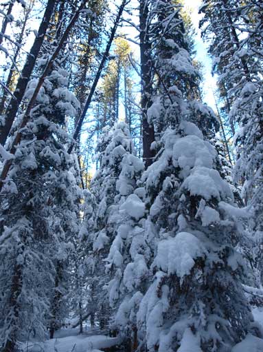 The new snow made trees unique