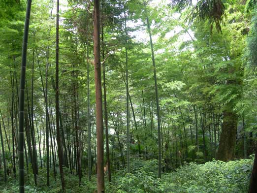 Typical view in the forest