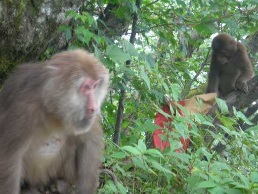 Finally got a photo of the monkeys.