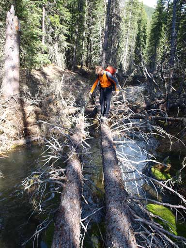 Raff crossing an interesting stream