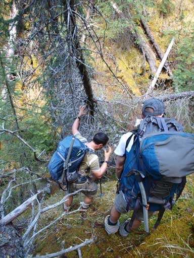 Bushwhacking down a steep forested slope