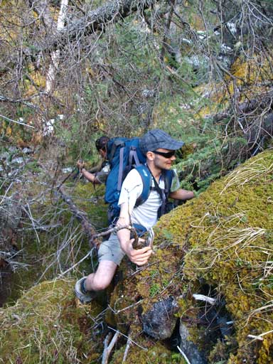 Scrambling in the bush