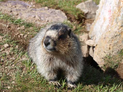 Lovely marmot