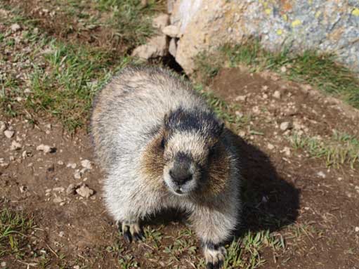 The same marmot