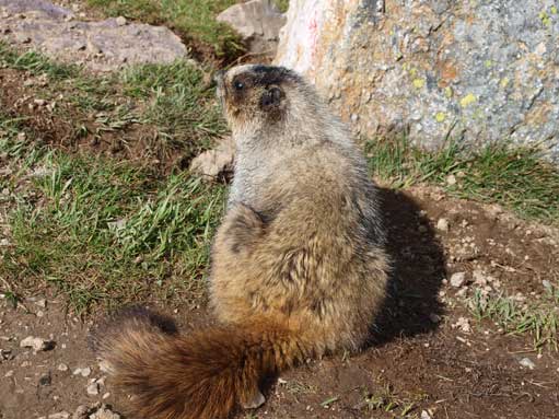 Another shot of this creature