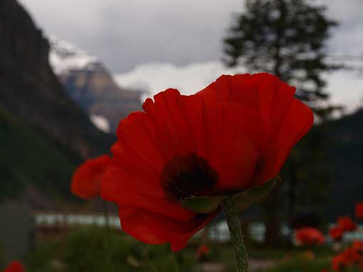 A closer view of one of the flowers.