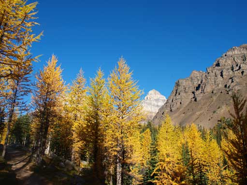 Scenic hike through Larch Valley